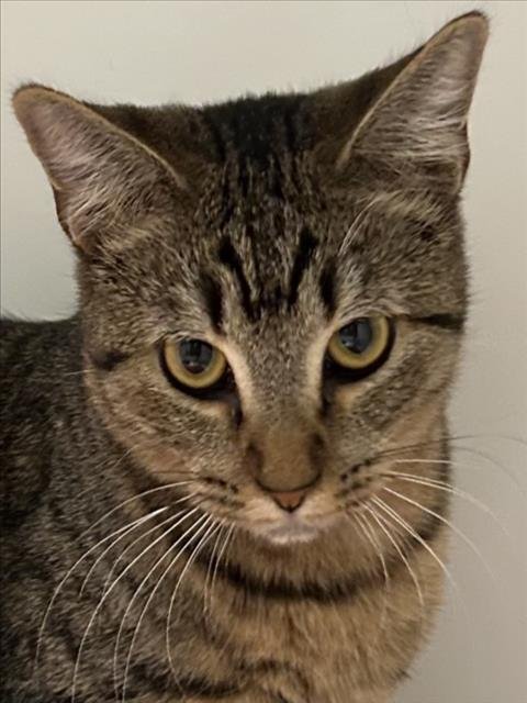 *WILLIAMS - Domestic Short Hair available for adoption