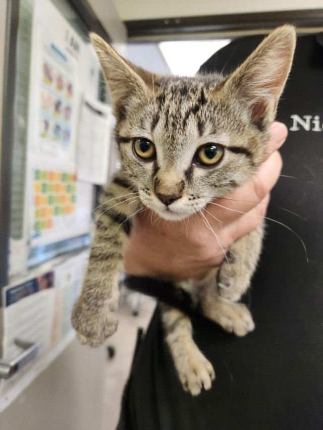 *SLOANE - Domestic Short Hair available for adoption