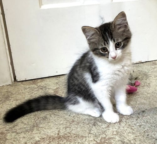 A142722 - Domestic Short Hair available for adoption