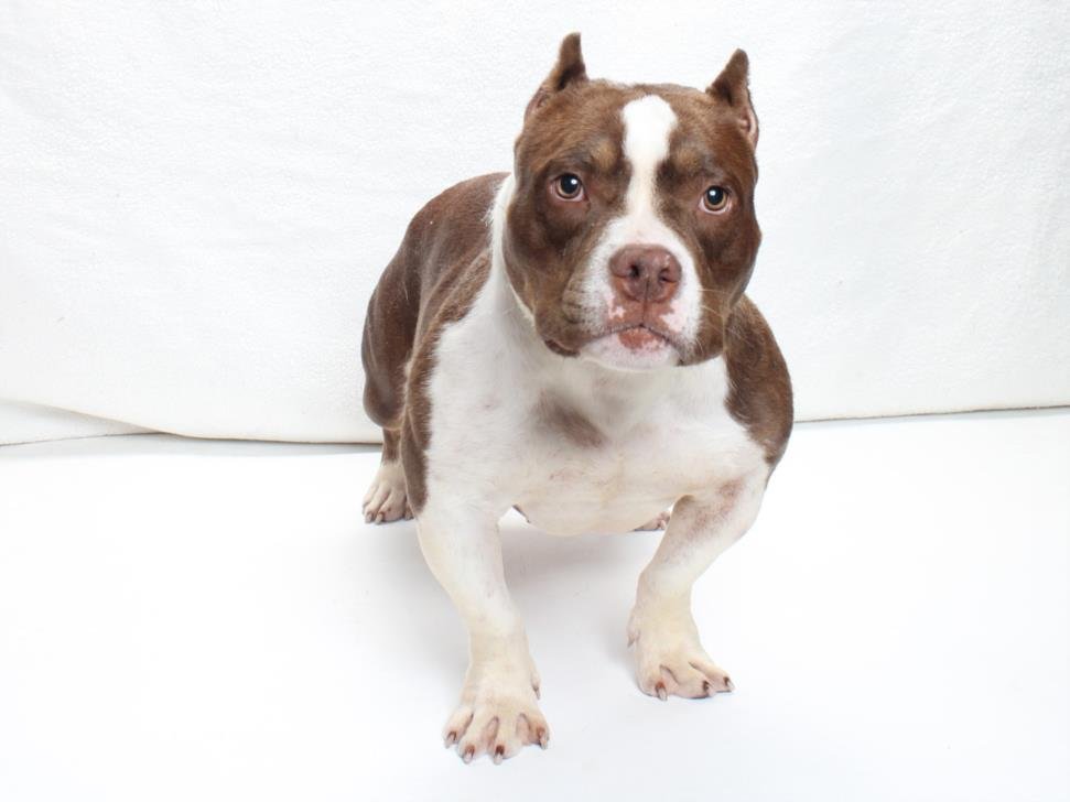 *LITTLE DEBBIE - Pit Bull Terrier available for adoption