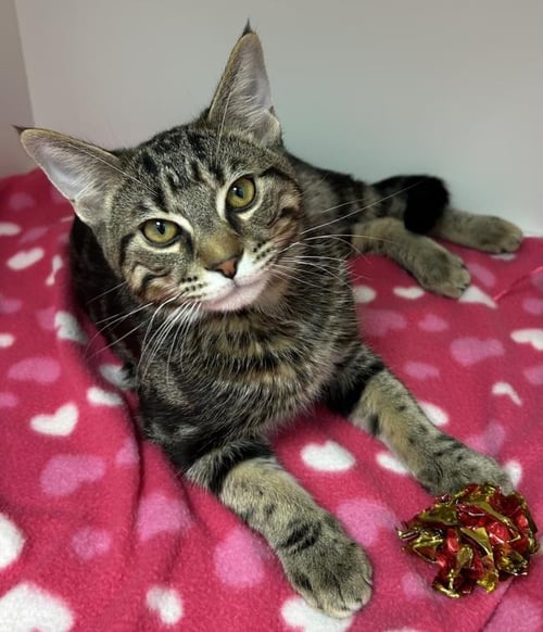 *SMOKE - Domestic Short Hair available for adoption