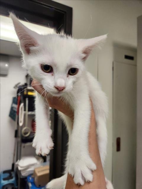 *CAMERON - Domestic Short Hair available for adoption