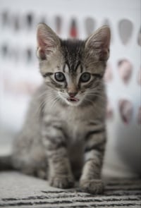 *POPPY - Photo 1