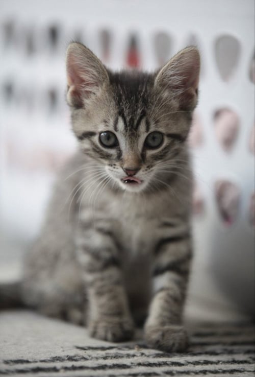 *POPPY - Domestic Short Hair available for adoption