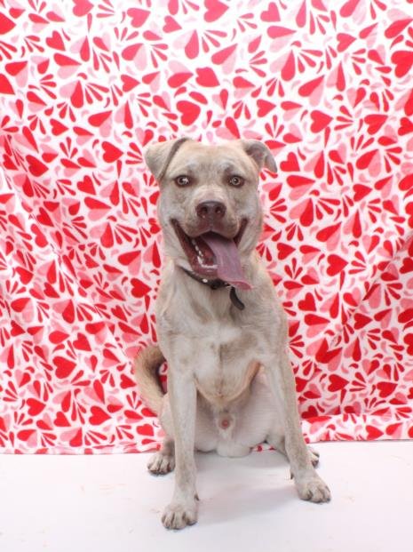 *ROO - Pit Bull Terrier / Husky available for adoption