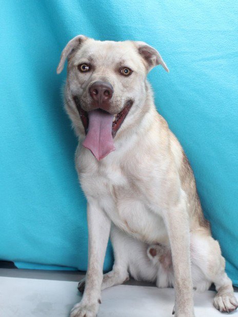*ROO - Pit Bull Terrier / Husky available for adoption