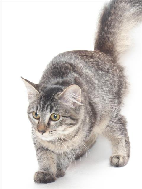 A142956 - Domestic Medium Hair available for adoption