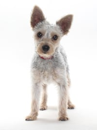 TEDDY - Photo 1