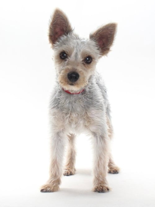 TEDDY - Terrier available for adoption