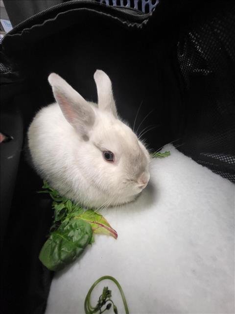 ANGELICA LILY ROSE - Shorthaired Rabbit available for adoption