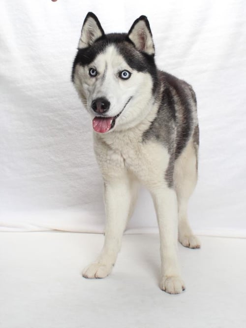 ZEUS - Siberian Husky available for adoption