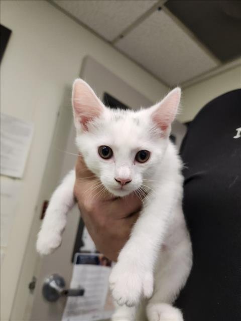 *FERRIS - Domestic Short Hair available for adoption