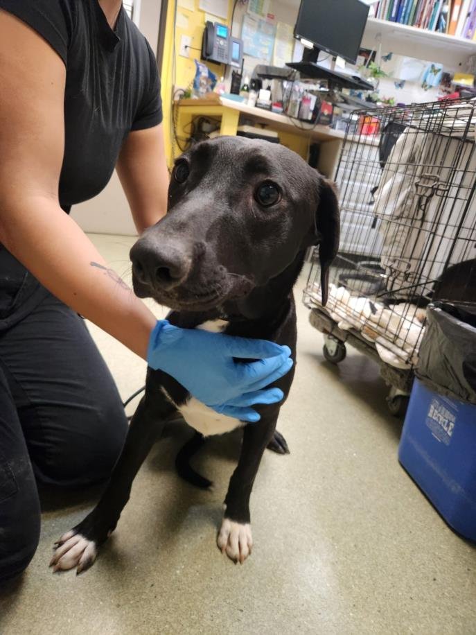 *ALLAN - Labrador Retriever available for adoption