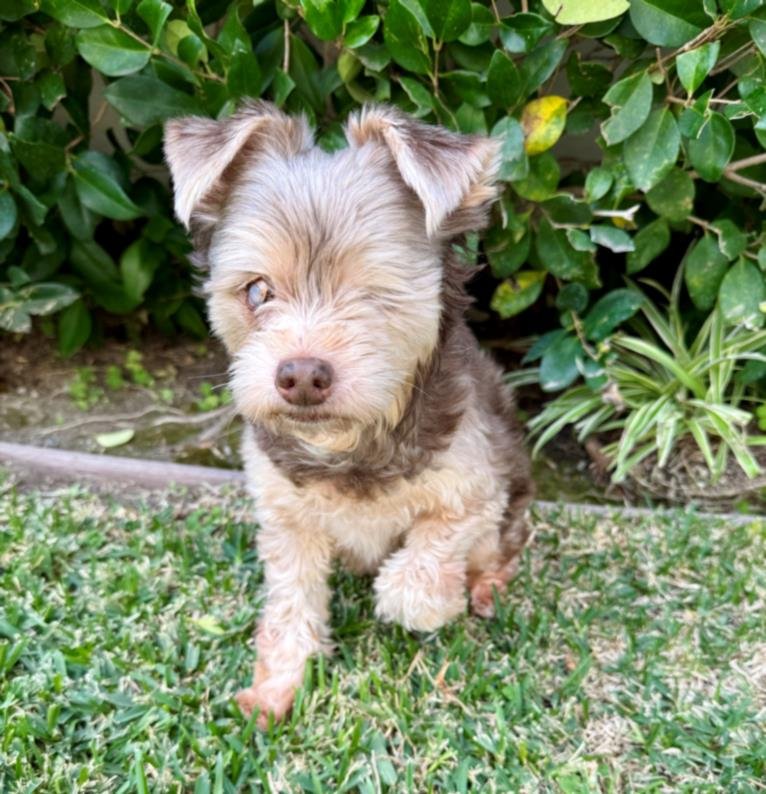 ZOE - Pomeranian available for adoption