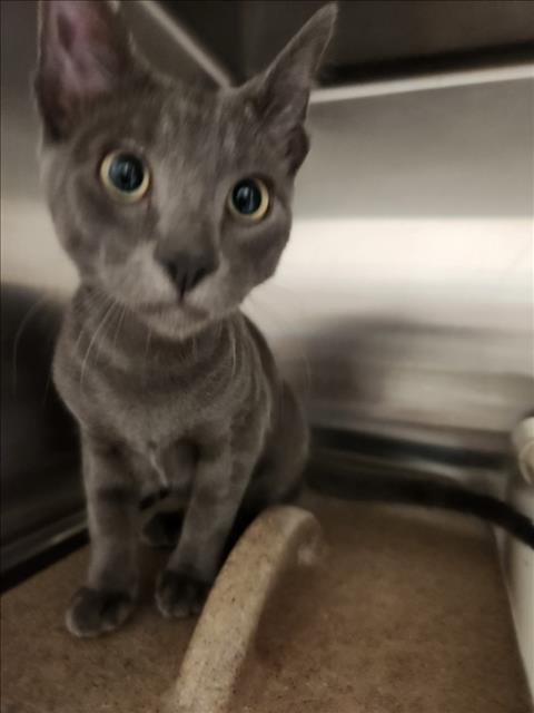 SILVESTER - Domestic Short Hair available for adoption