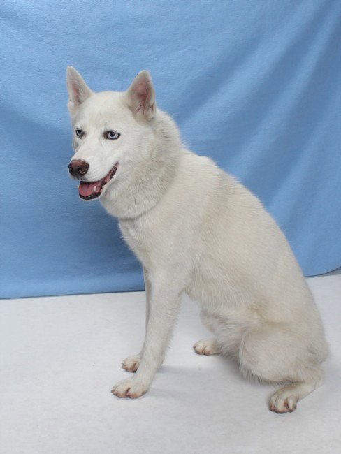 *CELINE DION - Husky available for adoption