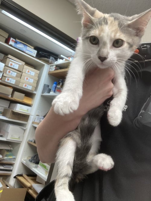 A142611 - Domestic Short Hair available for adoption