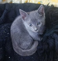 *TOOTLES - Photo 1