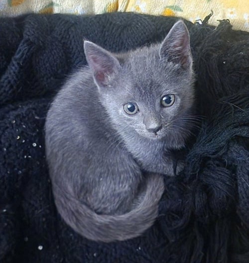 *TOOTLES - Domestic Short Hair available for adoption