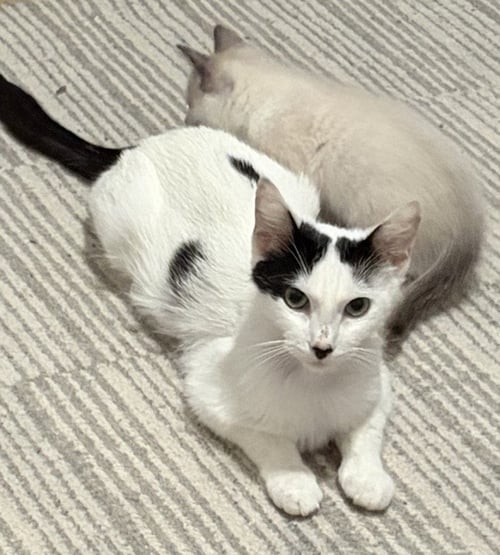 *MAMA RU - Domestic Short Hair available for adoption