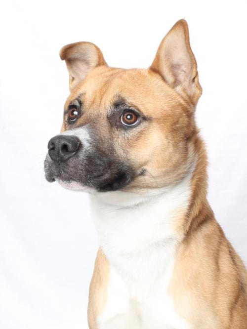 *BECK - Pit Bull Terrier / Jindo (Korean) available for adoption