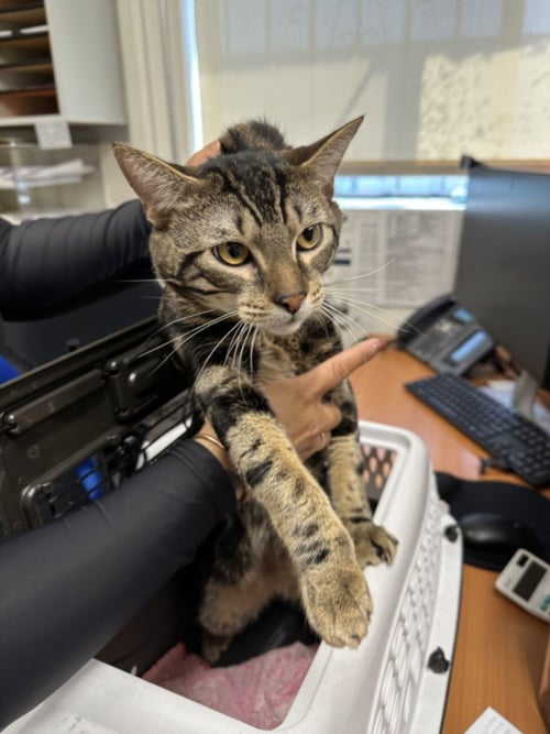 A142749 - Domestic Short Hair available for adoption