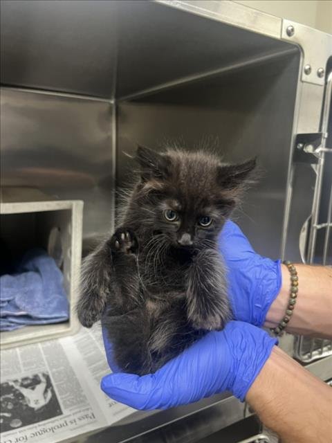 A142376 - Domestic Short Hair available for adoption