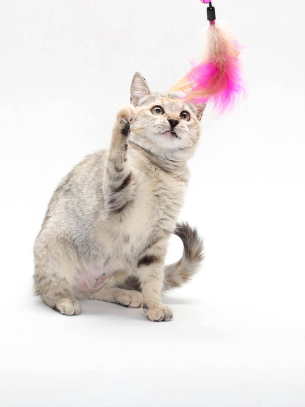 *BOBCAT - Domestic Short Hair available for adoption