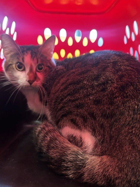 *LIAM - Domestic Short Hair available for adoption