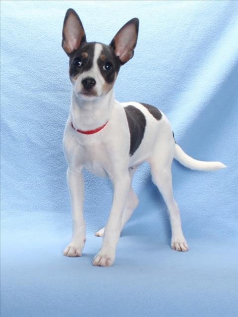 *LITTLE RASCAL - Rat Terrier available for adoption