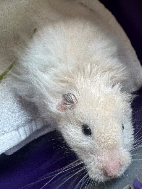 *RYAN - Hamster available for adoption