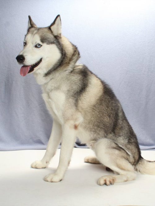BUDDY - Husky / Siberian Husky available for adoption