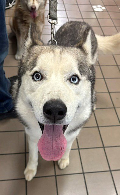 BUDDY - Husky / Siberian Husky available for adoption