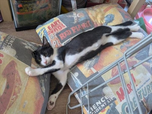 *TACO BELL - Domestic Short Hair available for adoption