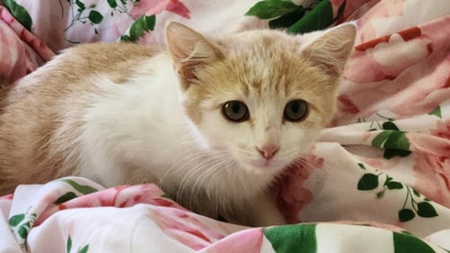 *ROSIE THE BUS DRIVER - Domestic Short Hair available for adoption