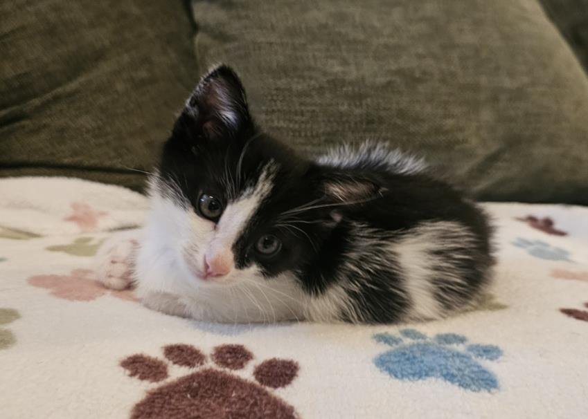 *BILLY - Domestic Medium Hair available for adoption