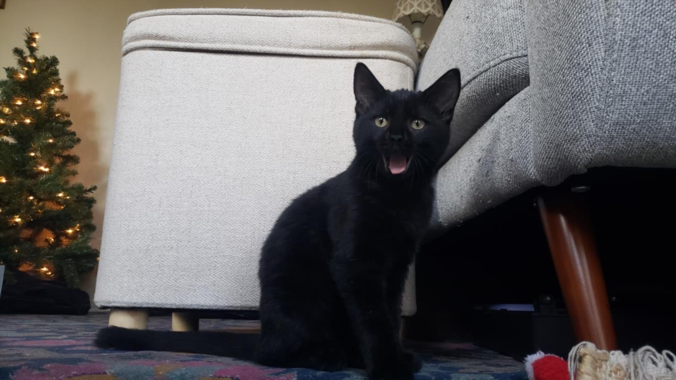 *BIRDIE - Domestic Short Hair available for adoption