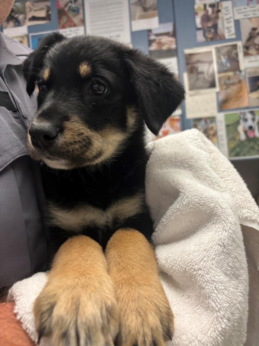 *WILLOW - German Shepherd Dog available for adoption