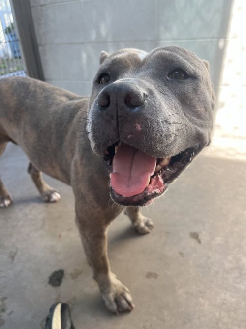 ZUZU - Pit Bull Terrier available for adoption