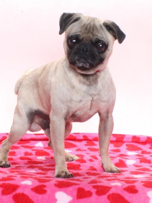 A138440 - Pug available for adoption