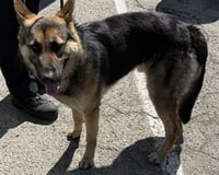 MAX - Photo 1