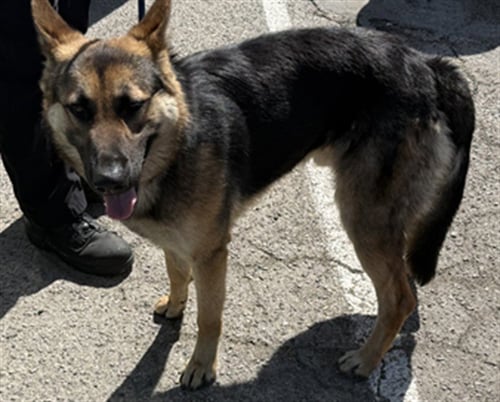 MAX - German Shepherd Dog available for adoption