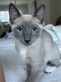 *DAKOTA - Photo 1