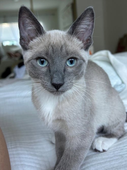 *DAKOTA - Domestic Short Hair available for adoption