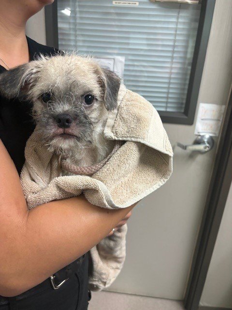 *BRUSSELS - Brussels Griffon / Border Terrier available for adoption