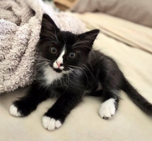 *BABY - Domestic Short Hair available for adoption