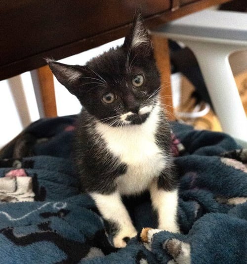 *RUTABAGA - Domestic Short Hair available for adoption