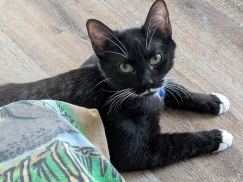 *BROTHER - Domestic Short Hair available for adoption