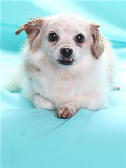 FANGS - Chihuahua available for adoption
