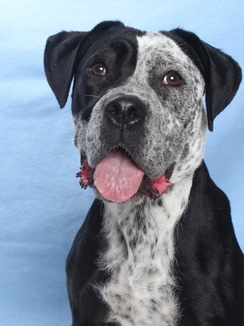 LACEY - Pit Bull Terrier available for adoption